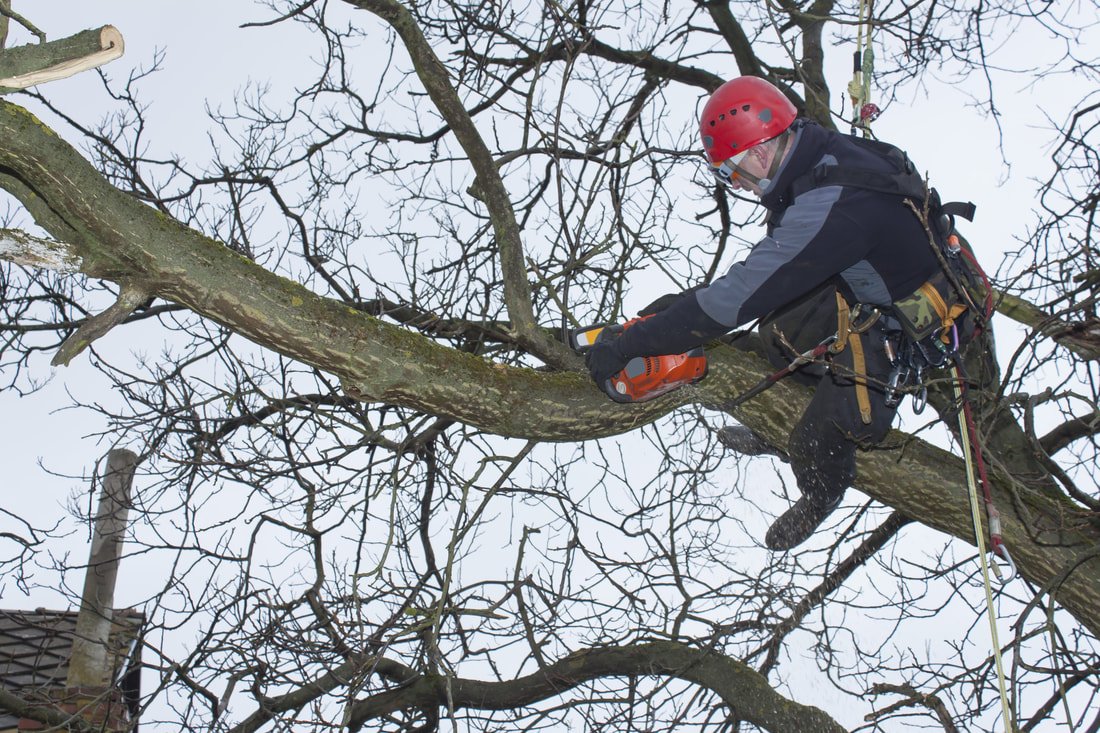 tree clean up services