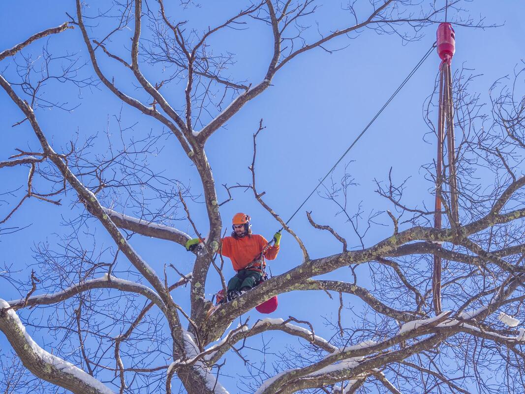should you tip tree removal workers